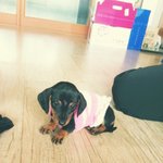 [사진有유유유ㅠ유ㅠ유]우리집 식탐쟁이 콩이가 왔어요~~~♥