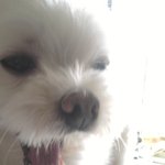 ◆◆◆◆특별한 코를 가진 우리집 강아지◆◆◆◆◆◆◆◆
