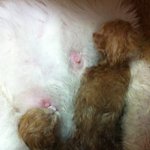 [★고양이판★] 우리집 막내 이름 좀 지어주실분 계십니까요? (사진有)