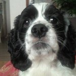 ♥우리집 달마시안+코카스패니얼 강아지를 소개합니다♥