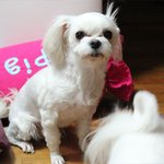 ★★우리집 개느님들을 소개 합니다.★★