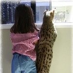 사바나 고양이 기르고 싶다