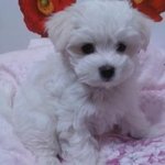★강아지염색의 폐해 절대 다신 안시킬꺼임★