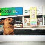 드라이브하는 누렁이