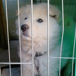 사진有  (스압주의)  ★★★우리동네강아지 달봉이 ♡♥♥(하트가왜이리작아ㅡㅡ)