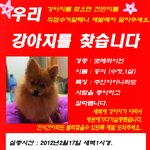대구★강아지<b>실종</b> 제발도와주세요..