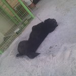 완젼<b>시르</b>다