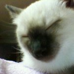 ★☆★☆한기염 하는 우리 고양이 호두★☆★☆