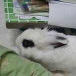 ☆☆☆☆☆☆☆☆애완동물판이유행이군요....해서저도도저어어언!!!★★★★★★★★