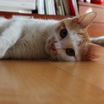 제 2 탄 ! ! 사진,동영상有 ★(동물판)귀여운 우리집 냥이를...