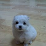 ★★★찍을때마다 <b>포즈</b>잡는 ★<b>개</b>★★★★