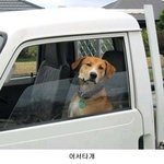 개와 내가 처음 해운대로 <b>헌팅</b>갔을때