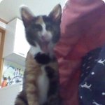 ★☆고양이판☆★  우리집 귀여운 망.나.니 ( 사진 많아有 )