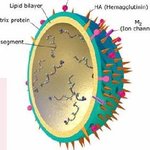 ◇◆◇◆공포의 <b>바이러스</b> - 광견병<b>바이러스</b> ◇◆◇◆