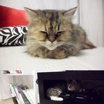 고양이 <b>종류</b> 좀 알려주세요  (사진有)  눈팅하지말아요ㅠㅠ!!!...