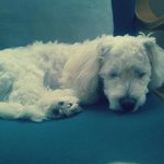 ★☆19 우리집 강아지의 부끄부끄★☆