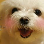 (+추가)★★우리집 귀여운<b>막내딸</b> 뭉실이를 소개해요! (사진심각하게多...