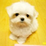 (강아지판)순수 말티즈 짱아를 소개합니다!!(사진多)