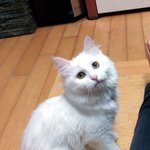 ★세상에서 제일 예쁜 우리집 고양이 를 좀 봐주셔요☆