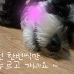 ☆★우리집 강아지를 소개합니다★☆