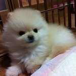 [개판]★★★안보면 후회!! 우리애기를 소개합니당(사진.동영상有)★★★