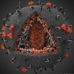 ◇◆◇◆공포의 <b>바이러스</b> - 에이즈 <b>바이러스</b>◇◆◇◆