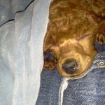 저희집 강아지를 소개합니다! (포풍 개판)