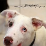 청각장애견 <b>로이</b>를 찾습니다.