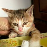 사랑하는 울 냥이를 소개합니당!!