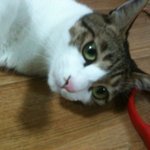 도와주세요.... 성남시 보호소에서 겪은 우리 야옹이의 억울한 죽음입니다...