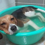 반신욕견 비글 <b>심바</b>