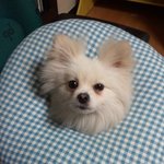 ●●●●우리집 막내가 사라졌어요.●●●●