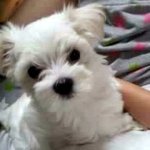 ★개판★ ★ 쪼꼬가 살아가는 방법 ★ ★