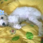 ★★★개판 4<b>차원</b>적인우리집강아지!!사진有★★★★★