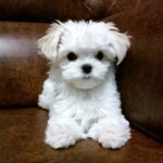 너무 이쁜 우리집 강아지 별이