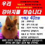 아픈상태로 <b>실종</b>된 강아지를 찾습니다★제발도와주세요