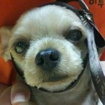 [개판♥]강아지계의<b>원빈님</b> 돌쇠를소개합니당당*사진다량有