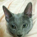 ★★★★★★★귀여운울집 막내 깜콩이★★★★★★★사진有