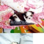 <b>시</b><b>츄</b>계의 공주님...