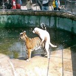 간큰<b>수컷</b>들만가능한거