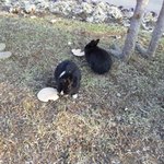 [사진有느님]<b>전주</b>동물원에 갔는데 토끼가 우리밖에나와있었어요.