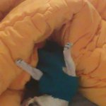 <b>급</b>합니다ㅠㅠ!! <b>강아지</b> 전문적으로 오래길러보신분 와주세요!!