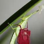 이것이 진정한 <b>여치</b>백