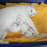[★고양이판,사진多★] 저희집 몽실몽실 '<b>모찌</b>'를 소개합니다!