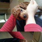 빡침주의★★장염걸린 멍멍이 분양시킨분ㅡㅡ