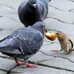 3초후가 걱정 되는 겁 없는 <b>동물</b>들