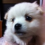 ♥★★★★★★우리집겨울이의폭풍성장기사진 有ㅎ★★★★★★★★