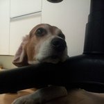 [개판] ★★★★★우리집 개미녀들을 소개합니다★★★★★