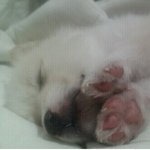 ★건대 아기강아지 파는 아주머니 너무 화나서 글씁니다★