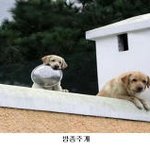이제 <b>개밥</b> 줄시간이구나